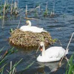 2-swans-on-nest_orig